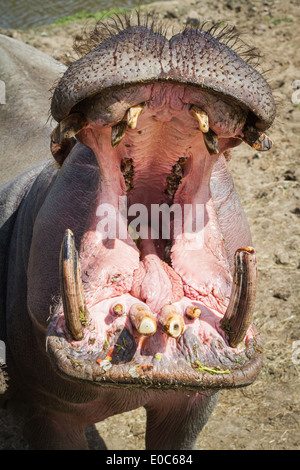 Hippopotamus avec grande bouche ouverte, attendant d'être nourris au zoo Banque D'Images