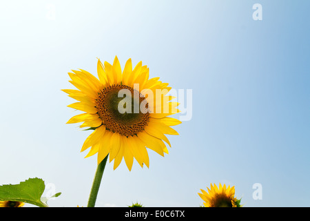 Beaucoup de tournesols en jaune lumineux sur un champ, Viele Sonnenblumen dans leuchtendem Gelb auf einem Feld Banque D'Images