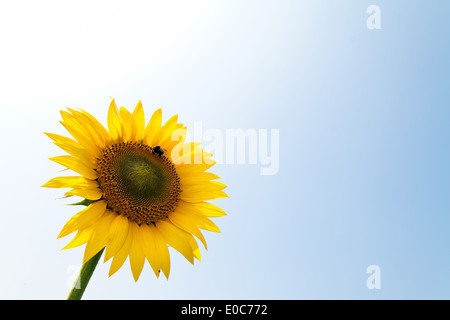 Beaucoup de tournesols en jaune lumineux sur un champ, Viele Sonnenblumen dans leuchtendem Gelb auf einem Feld Banque D'Images