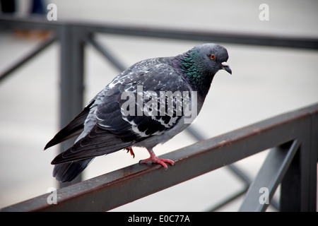 Un pigeon est assise sur une balustrade sur une place, Eine Taube sitzt auf einem une gelaender einem Platz Banque D'Images