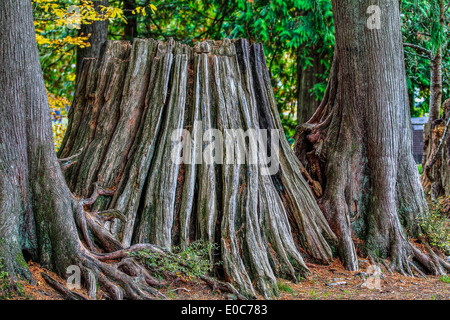 Un très grand, old red cedar tree stump. North Vancouver, Colombie-Britannique, Canada Banque D'Images