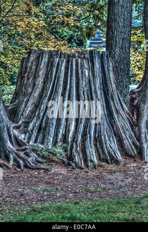 Un très grand, old red cedar tree stump. North Vancouver, Colombie-Britannique, Canada Banque D'Images