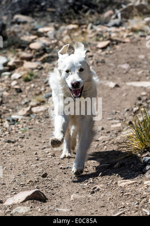 Couleur platine Golden Retriever dog fonctionnant sur un sentier de montagne Banque D'Images