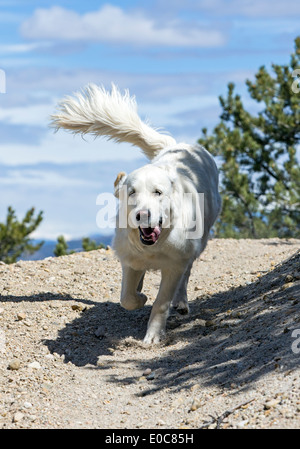 Couleur platine Golden Retriever dog fonctionnant sur un sentier de montagne Banque D'Images