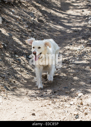 Couleur platine Golden Retriever dog fonctionnant sur un sentier de montagne Banque D'Images