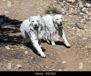 Deux chiens Golden Retriever de couleur platine tournant sur un sentier de montagne Banque D'Images