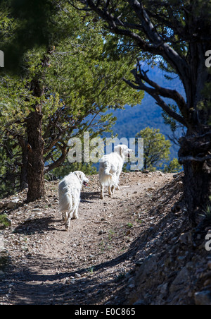 Deux chiens Golden Retriever de couleur platine tournant sur un sentier de montagne Banque D'Images
