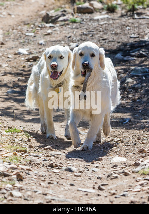 Deux chiens Golden Retriever de couleur platine tournant sur un sentier de montagne. Un chien porte un os de cerf. Banque D'Images