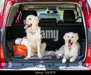 Deux chiens Golden Retriever de couleur platine à l'arrière d'un camion Banque D'Images