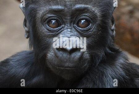 Leipzig, Allemagne. Le 08 mai, 2014. Cinq mois, bébé gorille Jengo explore l'enceinte Pongoland au zoo de Leipzig, Allemagne, 08 mai 2014. Gorilla boy Jengo devient plus indépendante de jour en jour et déjà explore son boîtier en lui-même. Il va bientôt avoir un compagnon de gorille parce qu'une autre fille est née dans le zoo en mars. Photo : HENDRIK SCHMIDT/dpa/Alamy Live News Banque D'Images