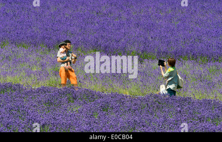 Les touristes à Lavender Farm, Furano, Hokkaido Prefecture, Japan Banque D'Images
