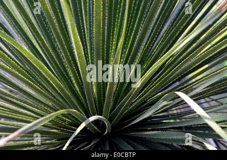 Un Dasylirion acrotrichum (grand désert vert, cuillère Sotol) dans le jardin botanique de Düsseldorf, Rhénanie du Nord-Westphalie. Banque D'Images