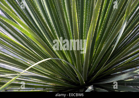 Un Dasylirion acrotrichum (grand désert vert, cuillère Sotol) dans le jardin botanique de Düsseldorf, Rhénanie du Nord-Westphalie. Banque D'Images