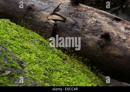 Moss et petit arbre sur le rocher Banque D'Images