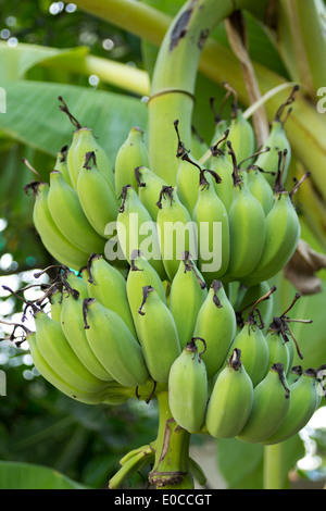 La banane verte accroché sur une branche d'un bananier Banque D'Images