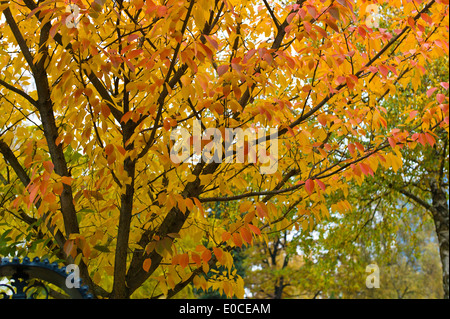 Un arbre avec des feuilles de couleur en automne. Décor de l'automne, Ein Baum mit bunten Blaettern im Herbst. Herbst-Landschaft Banque D'Images