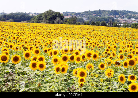 Beaucoup de tournesols en jaune lumineux sur un champ, Viele Sonnenblumen dans leuchtendem Gelb auf einem Feld Banque D'Images