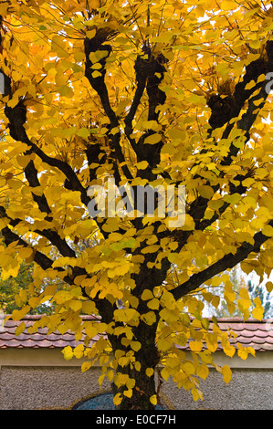 Un arbre avec des feuilles de couleur en automne. Décor de l'automne, Ein Baum mit bunten Blaettern im Herbst. Herbst-Landschaft Banque D'Images