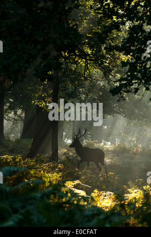 Red Deer stag, Richmond Park, Londres. (Cervus elaphus) Banque D'Images