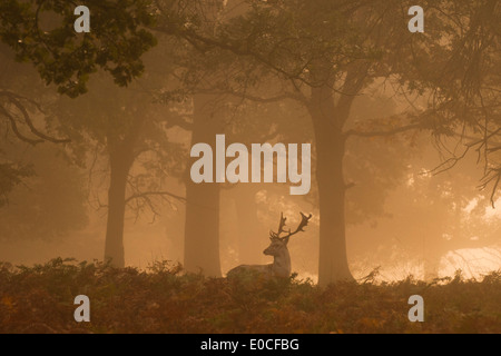 Cerf daim, Richmond Park, Londres. (Dama dama) Banque D'Images