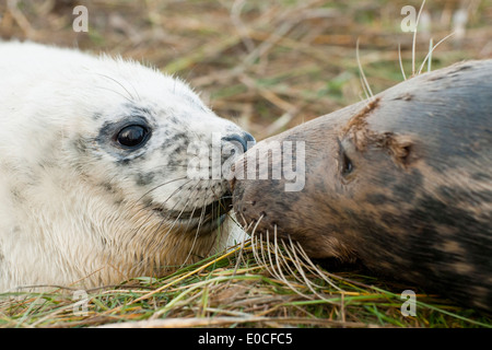 Joint Gris Nez toucher avec pup, Donna Nook, Lincolnshire. (Halichoerus grypus) Banque D'Images