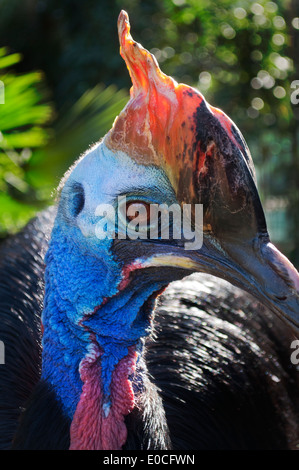 Gros plan de la tête du sud (Casoar casuarius casuarius) Banque D'Images