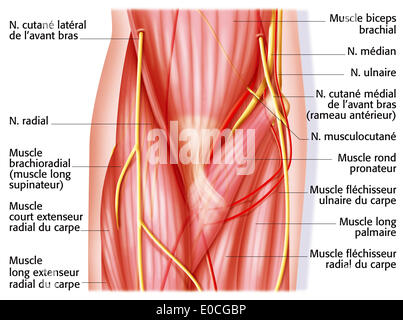 Coude, anatomie Banque D'Images