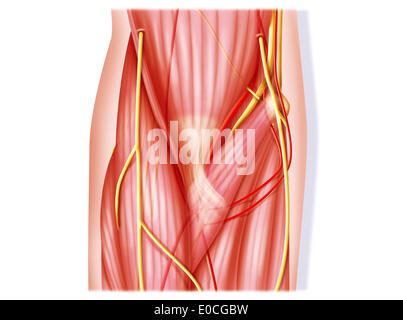 Coude, anatomie Banque D'Images