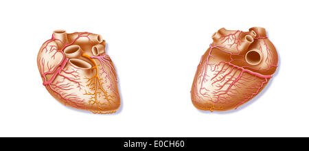 Coeur, illustration Banque D'Images