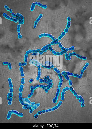 Streptococcus pyogenes Banque D'Images