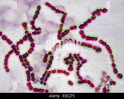 Streptococcus pyogenes Banque D'Images