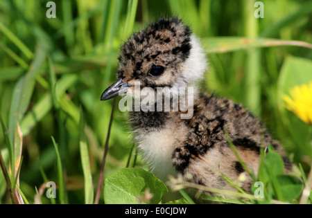 Close-up d'un commun unfledged sociable Vanellus vanellus poussin () Banque D'Images