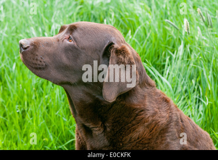 Un chien labrador chocolat était assis dans un champ Banque D'Images