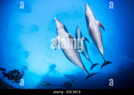 Les grands dauphins, Tursiops truncatus, la chaudière, San Benedicto, Socorro Islands, Îles Revillagigedos, Mexique Banque D'Images