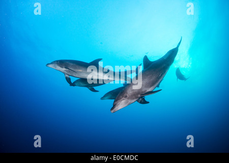 Les grands dauphins, Tursiops truncatus, la chaudière, San Benedicto, Socorro Islands, Îles Revillagigedos, Mexique Banque D'Images