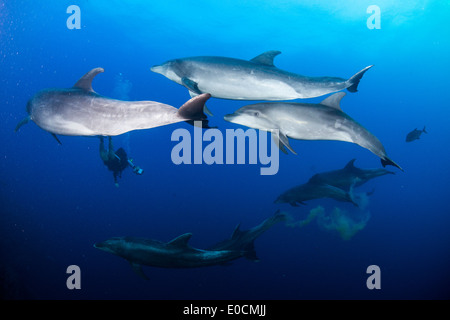 Les grands dauphins, Tursiops truncatus, la chaudière, San Benedicto, Socorro Islands, Îles Revillagigedos, Mexique Banque D'Images