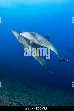 Les grands dauphins, Tursiops truncatus, la chaudière, San Benedicto, Socorro Islands, Îles Revillagigedos, Mexique Banque D'Images