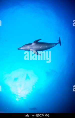 Les grands dauphins, Tursiops truncatus, la chaudière, San Benedicto, Socorro Islands, Îles Revillagigedos, Mexique Banque D'Images