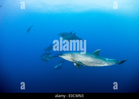 Les grands dauphins, Tursiops truncatus, la chaudière, San Benedicto, Socorro Islands, Îles Revillagigedos, Mexique Banque D'Images