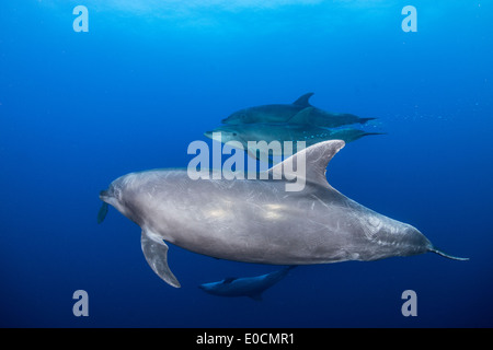 Les grands dauphins, Tursiops truncatus, la chaudière, San Benedicto, Socorro Islands, Îles Revillagigedos, Mexique Banque D'Images