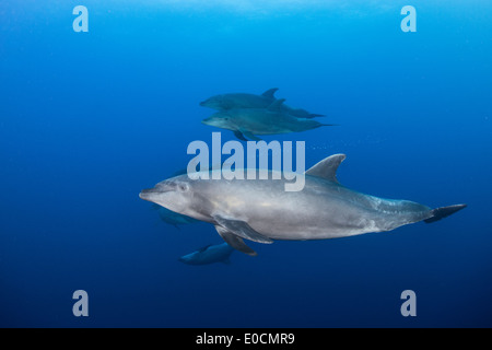 Les grands dauphins, Tursiops truncatus, la chaudière, San Benedicto, Socorro Islands, Îles Revillagigedos, Mexique Banque D'Images