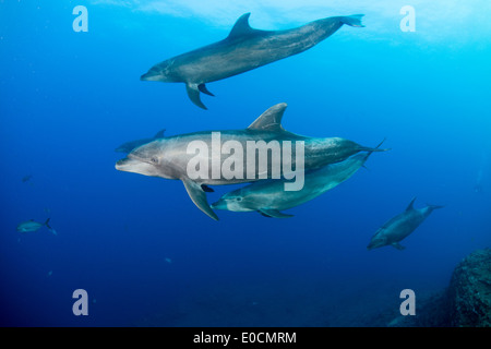 Les grands dauphins, Tursiops truncatus, la chaudière, San Benedicto, Socorro Islands, Îles Revillagigedos, Mexique Banque D'Images