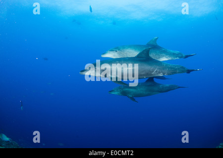 Les grands dauphins, Tursiops truncatus, la chaudière, San Benedicto, Socorro Islands, Îles Revillagigedos, Mexique Banque D'Images