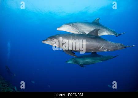 Les grands dauphins, Tursiops truncatus, la chaudière, San Benedicto, Socorro Islands, Îles Revillagigedos, Mexique Banque D'Images