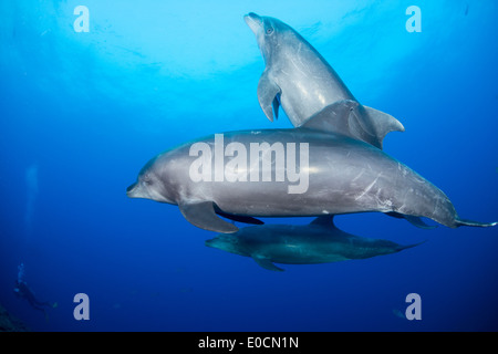 Les grands dauphins, Tursiops truncatus, la chaudière, San Benedicto, Socorro Islands, Îles Revillagigedos, Mexique Banque D'Images