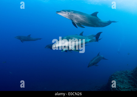 Les grands dauphins, Tursiops truncatus, la chaudière, San Benedicto, Socorro Islands, Îles Revillagigedos, Mexique Banque D'Images