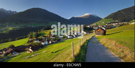 Moutons dans un champ près de Innsbruck, Tyrol, Autriche Banque D'Images