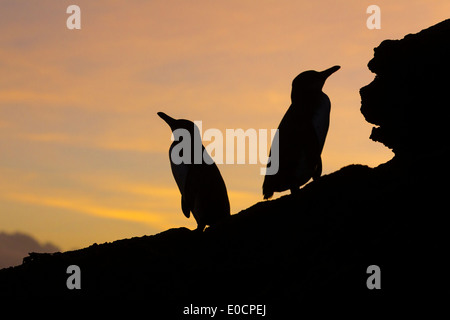 Les pingouins des Galapagos sur l'île de Santiago au coucher du soleil, Galapagos, Galapagos, Equateur, Amérique du Sud Banque D'Images