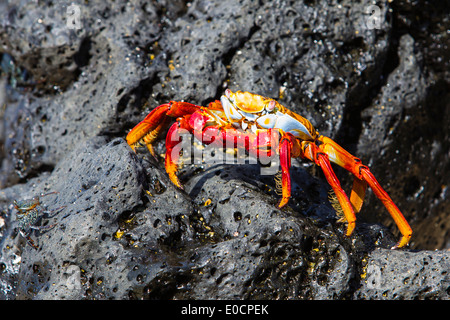 Rock Dragon Rouge crabe à Hill, île de Santa Cruz, Galapagos, Equateur, Amérique du Sud Banque D'Images