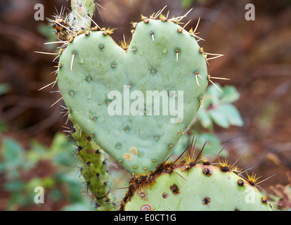 Cactus en forme de coeur - à l'Arizona Sonora Desert Museum, désert de Sonora, en Arizona, USA, Amérique Latine Banque D'Images